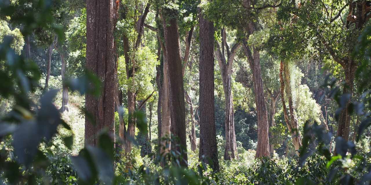Klimawandel und Kaffeeanbau: Was, wenn alles ganz anders ist?