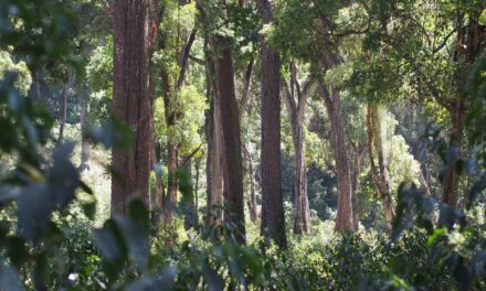 Klimawandel und Kaffeeanbau: Was, wenn alles ganz anders ist?