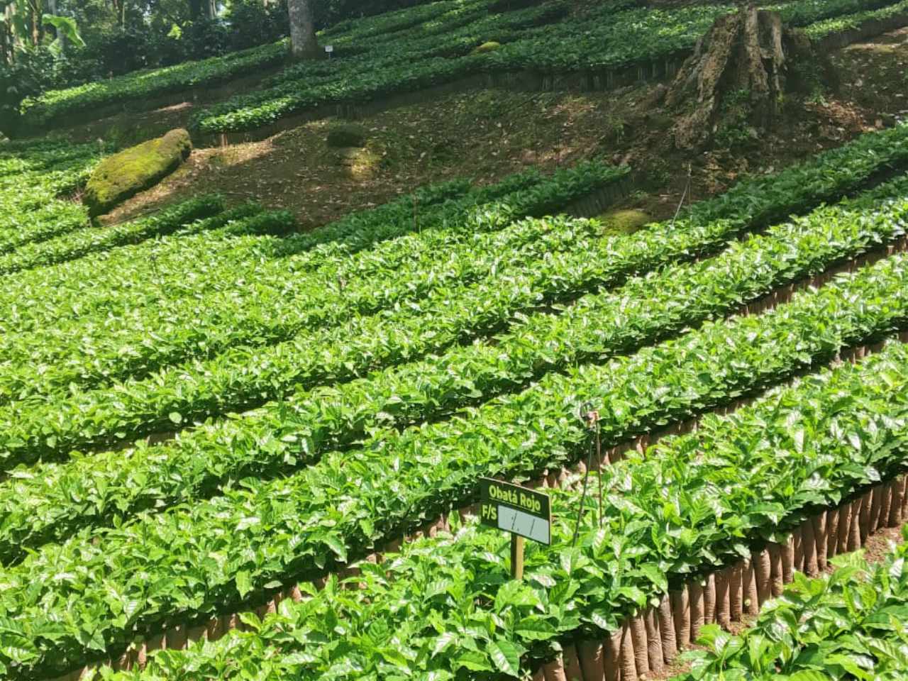 2004 SCA Kaffee Bewertungsbogen